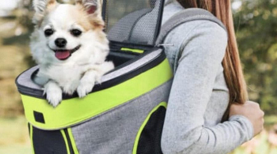 dog backpacks